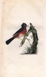Pitchou warf. Sylvia undata (Sylvia dartfordiensis). Kopparstick av Edward Donovan (1768-1837), publicerad i Natural History of British Birds, London