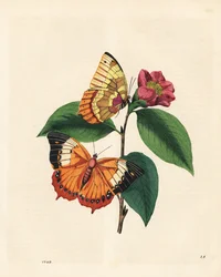 Vanlig gulbrun rajahfjäril, Charaxes psaphon (Nymphalis bernardus) på en kamelia. Kopierat från Edward Donovans An Epitome of the Natural History of the Insects of China