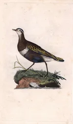 Plover. Eudromias morinellus (Charadrius morinellus). Kopparstick av Edward Donovan (1768-1837), publicerat i Histoire naturelle des oiseaux britanniques, London.