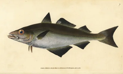 Pollack, Pollachius pollachius (Vitsej, Gadus pollachius). Handfärgad kopparplåt ritad och graverad av Edward Donovan från hans Natural History of British Fishes, Donovan och F.C. och J. Rivington, London