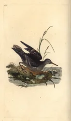 Lila sandsnäppa, Calidris maritima. Handfärgad kopparplåt ritad och graverad av Edward Donovan från hans egen "Natural History of British Birds", London