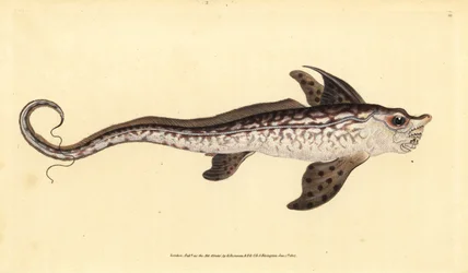 Kaninfisk eller havsmonster, Chimaera monstrosa. Nära hotad. Handfärgad kopparplåt ritad och graverad av Edward Donovan från hans Natural History of British Fishes, Donovan och F.C. och J. Rivington, London