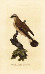 Rödryggad tofska, Lanius collurio