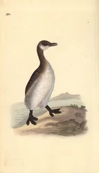Rödhalsad dopping (hona), Podiceps grisegena. Handfärgad kopparplåt ritad och graverad av Edward Donovan från hans egen "Natural History of British Birds", London