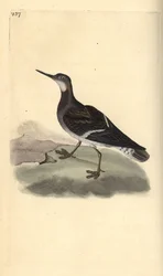 Rödhalsad phalarope, Phalaropus lobatus. Handfärgad kopparplåt ritad och graverad av Edward Donovan från hans egen "Natural History of British Birds", London