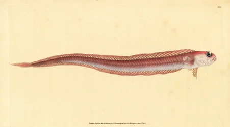 Röd bandfisk, Cepola macrophthalma (Rubescent band-fish, Cepola rubescens). Handfärgad kopparplåt ritad och graverad av Edward Donovan från hans Natural History of British Fishes, Donovan och F.C. och J. Rivington, London