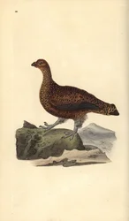 Skotsk rödhöna (hona), Lagopus scotica. Handkolorerat kopparstick ritat och graverat av Edward Donovan ur hans egen ”Naturhistoria över brittiska fåglar”, London