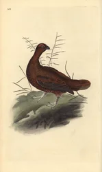 Skotsk rödhöna, Lagopus lagopus scotica. Handkolorerat kopparstick ritat och graverat av Edward Donovan ur hans egen ”Naturhistoria över brittiska fåglar”, London