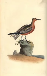 Röd knut, Calidris canutus. Handfärgad kopparplåt ritad och graverad av Edward Donovan från hans egen "Natural History of British Birds", London