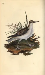 Röd phalarope, Phalaropus fulicarius. Handfärgad kopparplåt ritad och graverad av Edward Donovan från hans egen "Natural History of British Birds", London