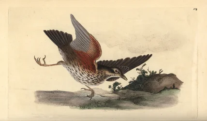 Rödvinge, Turdus iliacus. Handfärgad kopparplåt ritad och graverad av Edward Donovan från hans egen "Natural History of British Birds", London