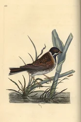 Vasssparv, Emberiza schoeniculus. Handfärgad kopparplåt ritad och graverad av Edward Donovan från hans egen "Natural History of British Birds", London