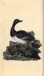 Ringhalsad anka, Aythya collaris. Handfärgad kopparplåt ritad och graverad av Edward Donovan från hans egen "Natural History of British Birds", London