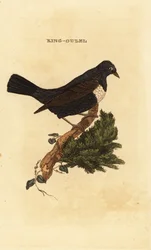 Ringouzel, Turdus torquatus
