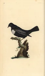 Ringouzel, Turdus torquatus. Handfärgad kopparplåt ritad och graverad av Edward Donovan från hans egen "Natural History of British Birds", London