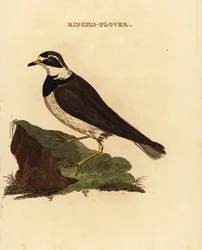 Ringpipare, Charadrius hiaticula