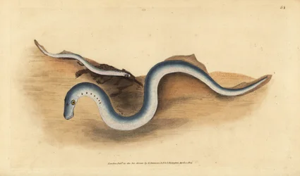 Flodnöga, Lampetra fluviatilis (Lampern eller mindre lamprey, Petromyzon fluviatilis). Handfärgad kopparplåt ritad och graverad av Edward Donovan från hans Natural History of British Fishes, Donovan och F.C. och J. Rivington, London