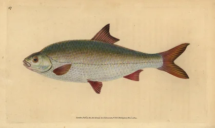 Roach, Rutilus rutilus (Cyprinus ritulus). Håndfarvet kobberplade tegnet og indgraveret af Edward Donovan fra hans Natural History of British Fishes, Donovan og F.C. og J. Rivington, Londonswed