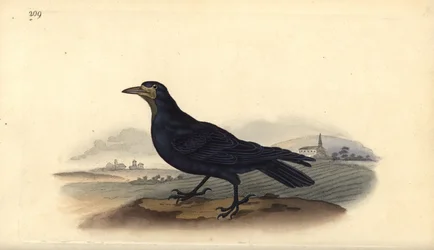 Rook, Corvus frugilegus. Handfärgad kopparplåt ritad och graverad av Edward Donovan från hans egen "Natural History of British Birds", London