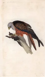 Royal Milano. Milvus milvus (Falco milvus). Kopparstick av Edward Donovan (1768-1837), publicerad i Natural History of British Birds, London
