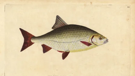 Rudd, Scardinius erythrophthalmus (Röda ögon, Cyprinus erythrophthalmus). Handfärgad kopparplåt ritad och graverad av Edward Donovan från hans Natural History of British Fishes, Donovan och F.C. och J. Rivington, London