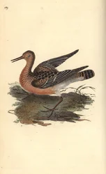 Ruff, Philomachus pugnax, hona. Handfärgad kopparplåt ritad och graverad av Edward Donovan från hans egen "Natural History of British Birds", London