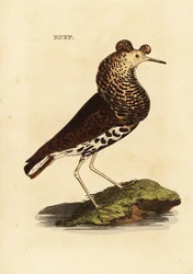 Ruff, hane, Philomachus stridbar