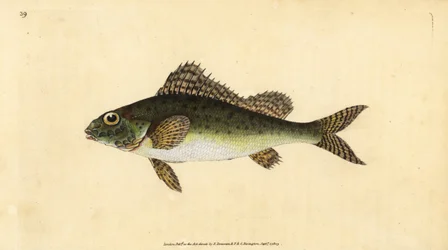 Ruffe, Gymnocephalus cernua (Perca cernua). Handfärgad kopparplåt ritad och graverad av Edward Donovan från hans Natural History of British Fishes, Donovan och F.C. och J. Rivington, London
