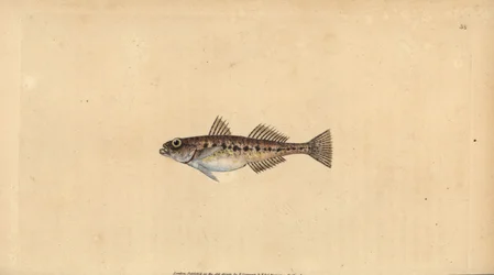 Sanddubba, Pomatoschistus minutus (fläckig goby, Gobius minutus). Handfärgad kopparplåt ritad och graverad av Edward Donovan från hans Natural History of British Fishes, Donovan och F.C. och J. Rivington, London