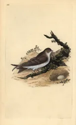 Sandmartin, Riparia riparia, med bo och ägg. Handfärgad kopparplåt ritad och graverad av Edward Donovan från hans egen "Natural History of British Birds" (1794-1819). Edward Donovan (1768-1837) var en anglo-irländsk amatörzoolog, författare, konstnär och