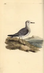 Sanderling, Calidris alba. Handfärgad kopparplåt ritad och graverad av Edward Donovan från hans egen "Natural History of British Birds", London