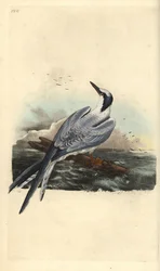 Kentsk tärna, Thalasseus sandvicensis. Handkolorerad kopparplåt tecknad och graverad av Edward Donovan ur hans egen ”Natural History of British Birds”, London
