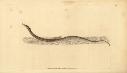 Sargassum pipefish eller pelagisk pipefish. Handfärgad kopparplåt ritad och graverad av Edward Donovan från hans Natural History of British Fishes, Donovan och F.C. och J. Rivington, London