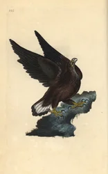 Havsörn, Haliaeetus albicilla. Handkolorerat kopparstick tecknat och graverat av Edward Donovan för hans egen „Brittiska fåglars naturhistoria”, London