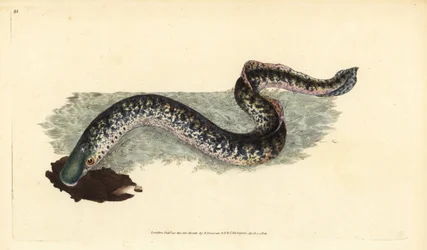 Havsnöga, Petromyzon marinus (Marin eller fläckig öronöga). Handfärgad kopparplåt ritad och graverad av Edward Donovan från hans Natural History of British Fishes, Donovan och F.C. och J. Rivington, London