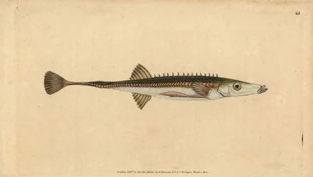 Havsstickleback, Spinachia spinachia (Femtonryggad stickleback, Gasterosteus spinachia). Handfärgad kopparplåt ritad och graverad av Edward Donovan från hans Natural History of British Fishes, Donovan och F.C. och J. Rivington, London
