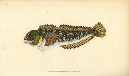Shanny, Lipophrys pholis (Slät blenny, Blennius pholis). Handfärgad kopparplåt ritad och graverad av Edward Donovan från hans Natural History of British Fishes, Donovan och F.C. och J. Rivington, London