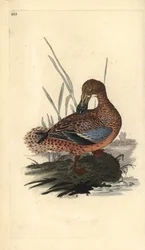 Shoveler anka (hona), Anas clypeata. Handfärgad kopparplåt ritad och graverad av Edward Donovan från hans egen "Natural History of British Birds", London