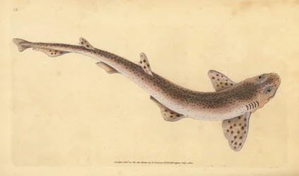 Liten prickhaj, Scyliorhinus canicula (Lesser spotted shark, Squalus catulus). Handfärgad kopparplåt ritad och graverad av Edward Donovan från hans Natural History of British Fishes, Donovan och F.C. och J. Rivington, London