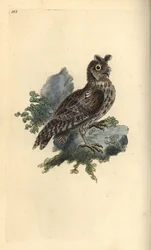 Mindre penna eller sibirisk öronuggla, Strix pulchella. (Scops owl, Otus scops?) Handfärgad kopparplåt ritad och graverad av Edward Donovan från hans egen "Natural History of British Birds", London