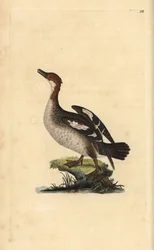 Smew, Mergellus albellus, hona. Handkolorerad kopparplatta ritad och graverad av Edward Donovan från hans egen "Natural History of British Birds", London.