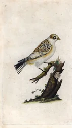 Snösparv. Plectrophenax nivalis (Emberiza nivalis). Kopparstick av Edward Donovan (1768-1837), publicerad i Histoire naturelle des oiseaux britanniques, London
