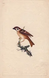 Sparv. Pass montanus. Kopparstick av Edward Donovan (1768-1837), publicerat i Histoire naturelle des oiseaux britanniques, London.