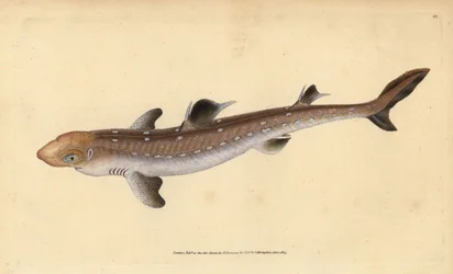 Pigghaj, Squalus acanthias (plockad haj eller hundfisk). Sårbar. Handfärgad kopparplåt ritad och graverad av Edward Donovan från hans Natural History of British Fishes, Donovan och F.C. och J. Rivington, London