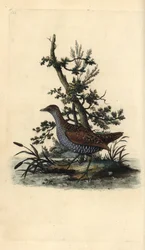 Fläckig crake, Porzana porzana. Handfärgad kopparplåt ritad och graverad av Edward Donovan från hans egen "Natural History of British Birds", London