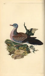 Fläckig duva eller pancou, Spilopelia chinensis. Handkolorerad kopparplatta ritad och graverad av Edward Donovan från hans egen "Natural History of British Birds", London.
