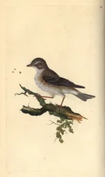 Fläckig flugsnappare, Muscicapa striata. Handfärgad kopparplåt ritad och graverad av Edward Donovan från hans egen "Natural History of British Birds", London