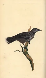 Fläckig nötknäppare, Nucifraga caryocatactes. Handfärgad kopparplåt ritad och graverad av Edward Donovan från hans egen "Natural History of British Birds", London