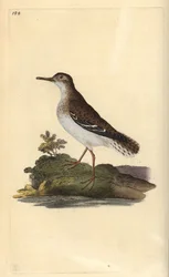 Fläckig sandsnäppa, Actitis macularia. Handfärgad kopparplåt ritad och graverad av Edward Donovan från hans egen "Natural History of British Birds", London