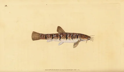 Sten loach, Barbatula barbatula (skäggig loche, Cobitis barbatula). Handfärgad kopparplåt ritad och graverad av Edward Donovan från hans Natural History of British Fishes, Donovan och F.C. och J. Rivington, London